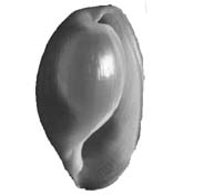 Photo: C. Carlson-Hoff, Guam: See D. dubia in Sea Slug forum